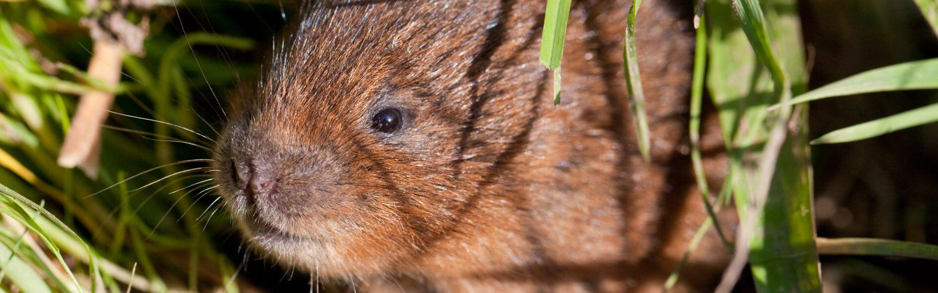 Restoring Hope for Water Voles