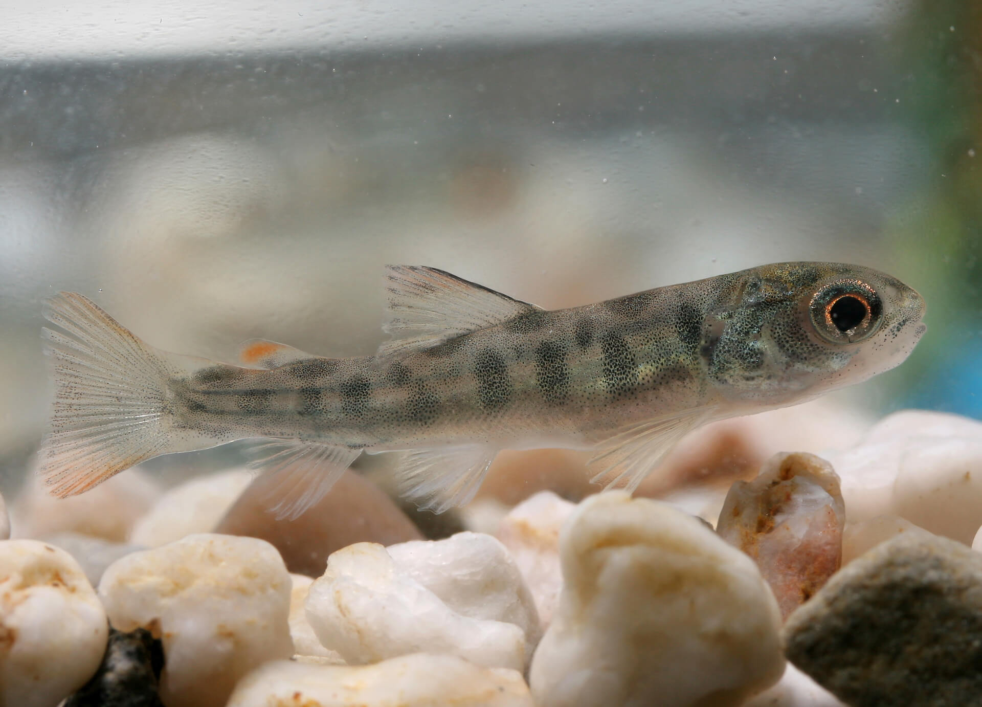 3.2 Brown Trout parr ©Allen Beechey