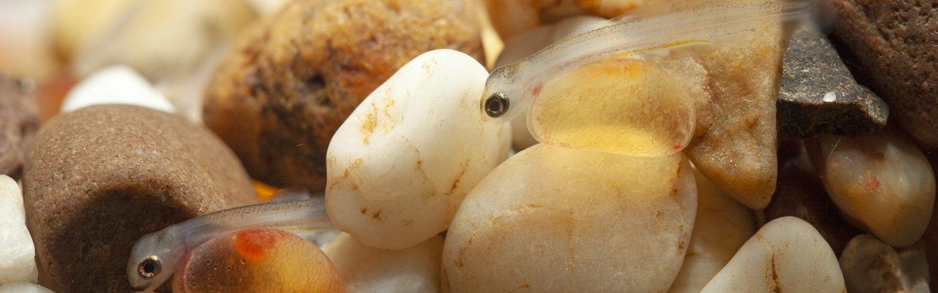 Trout in the classroom