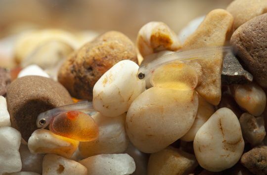 Trout in the classroom