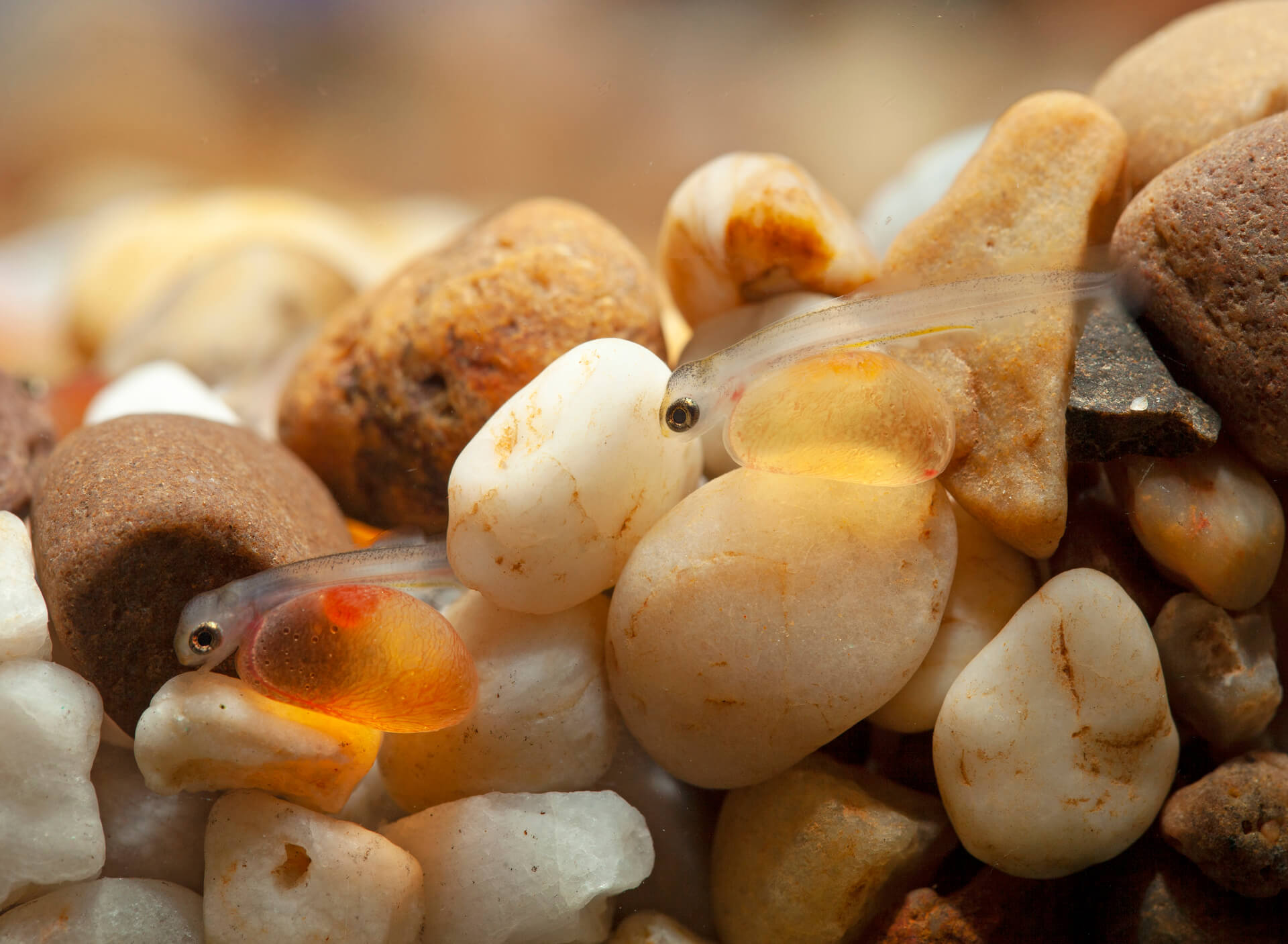 3.2 Brown trout alevins ©Allen Beech