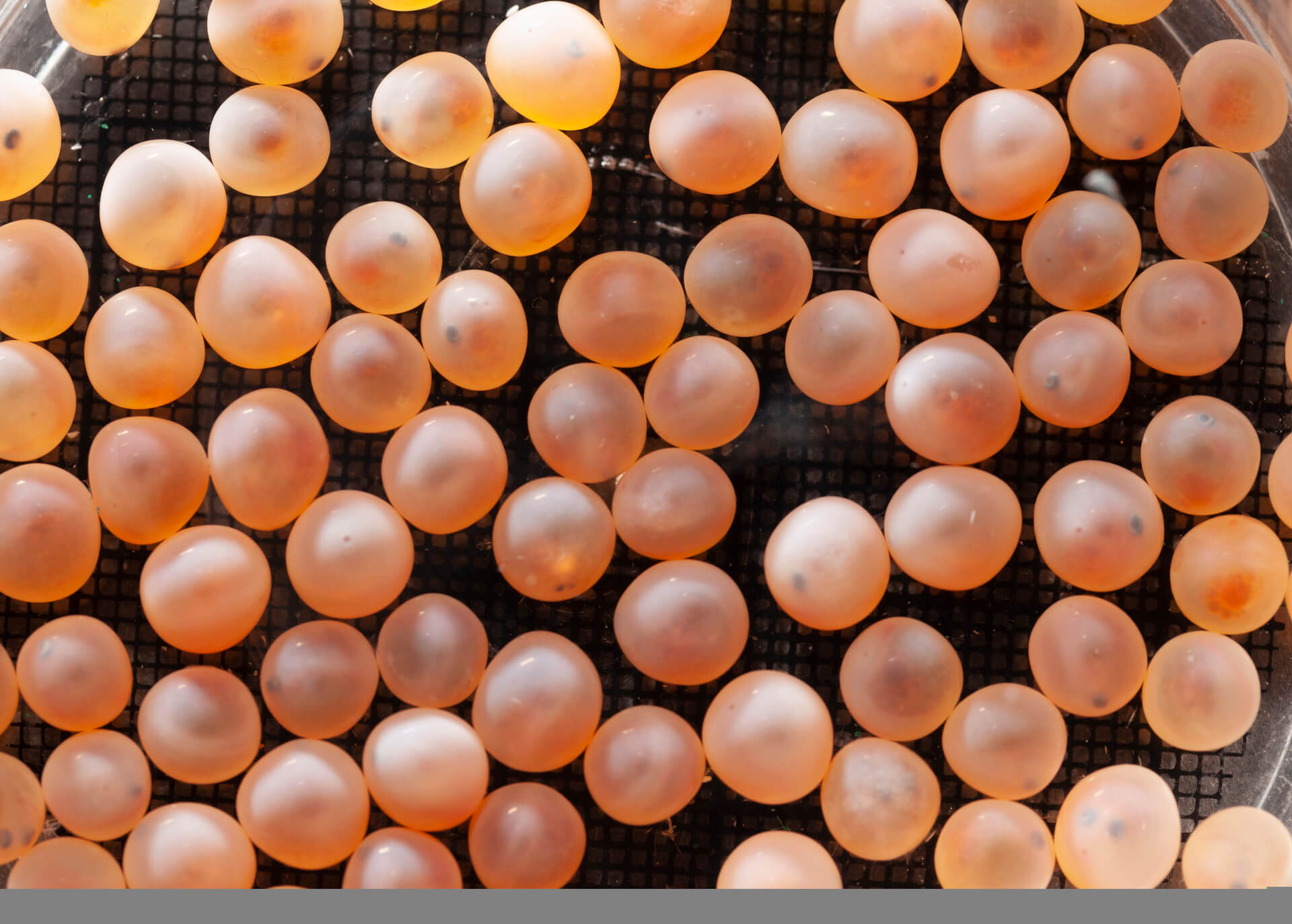 3.2 trout eyed ova ©Allen Beec