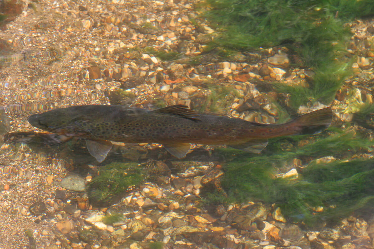 3.2 Wild Brown Trout