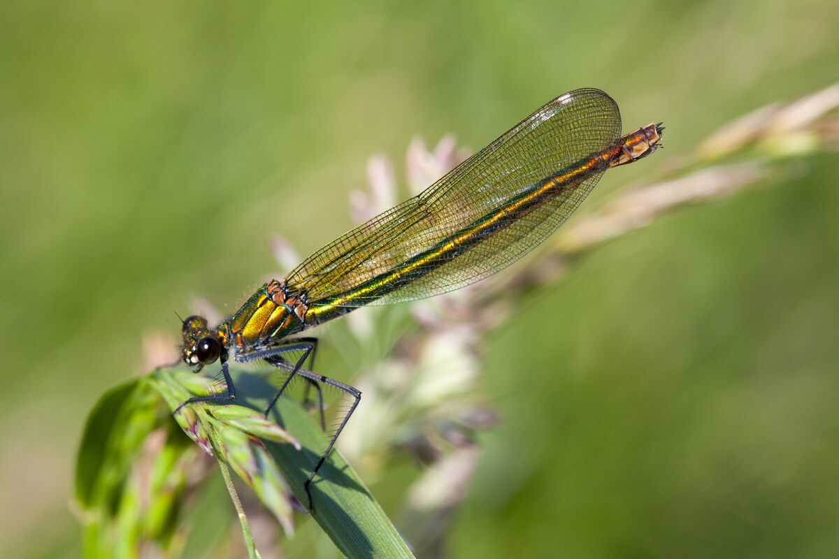 2.4 female banded demoiselle ©Allen