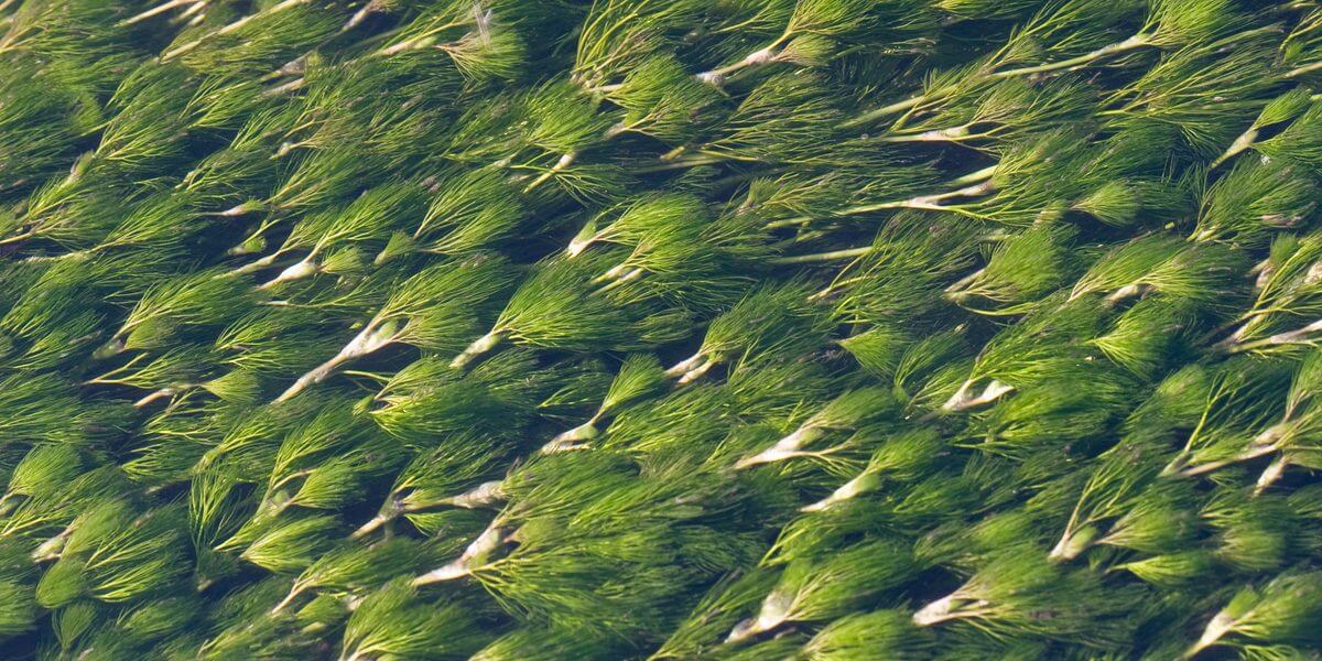 The Heart of the Chilterns: Volunteers #3 Alice Dancer, River Chess Citizen Science volunteer