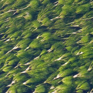 The Heart of the Chilterns: Volunteers #3 Alice Dancer, River Chess Citizen Science volunteer