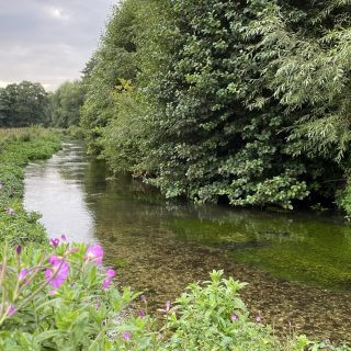 Habitat enhancement at Sarratt