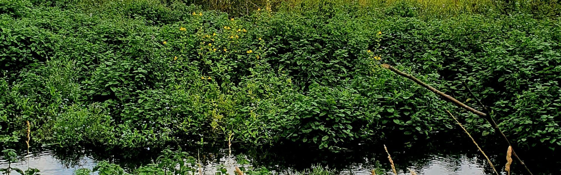 Smarter Water Catchment Update