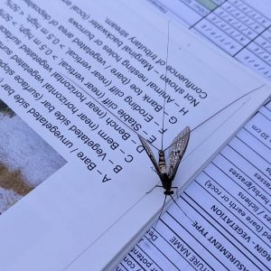 MoRPh Mayfly, credit Ian Smith