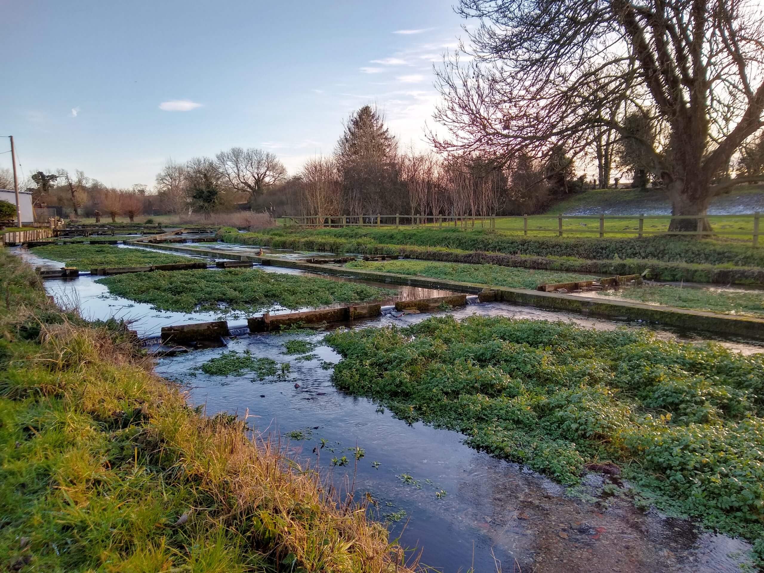 25.01.2021 Ewelme Cress Beds