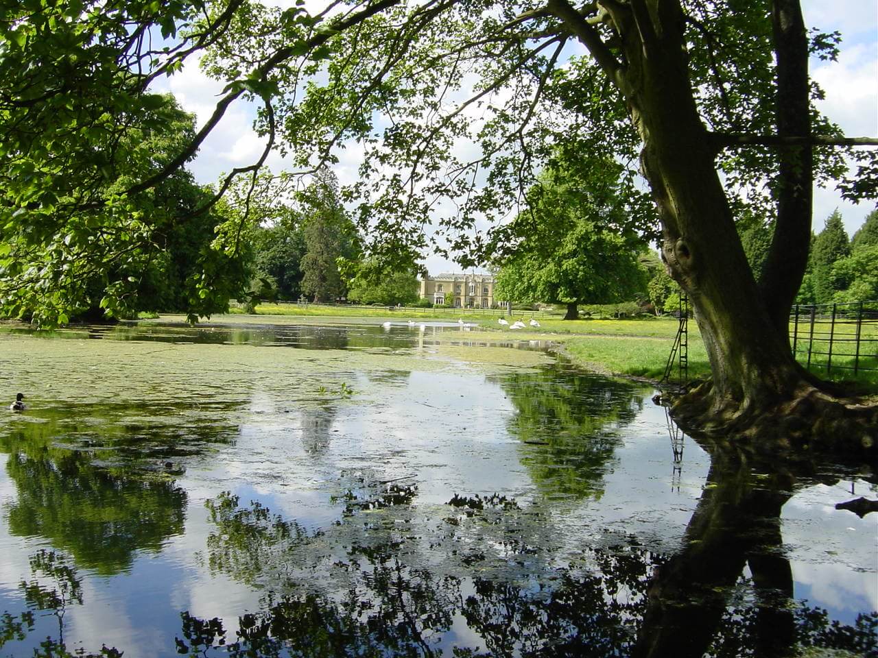 Misbourne, Warren Water at Gt Missenden 6