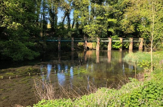 2 Old watercress bed #3 before work