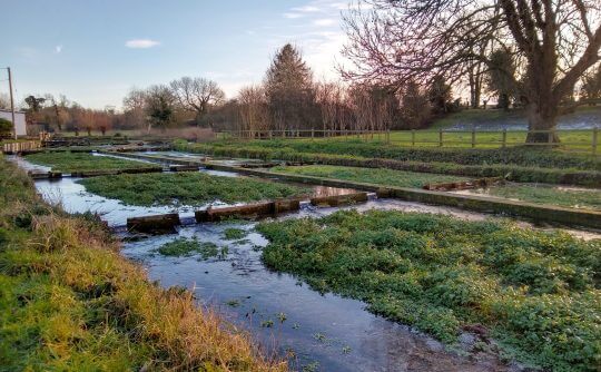 Ewelme Cress beds