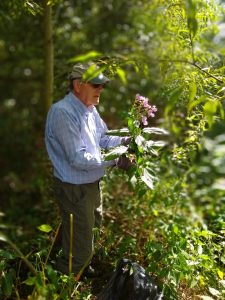 Himalayan 'Balsam Bash' in Littl (1)