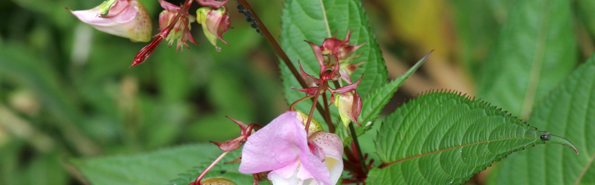 Invasive Plants impacting Chilterns Streams