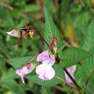 Invasive Plants impacting Chilterns Streams