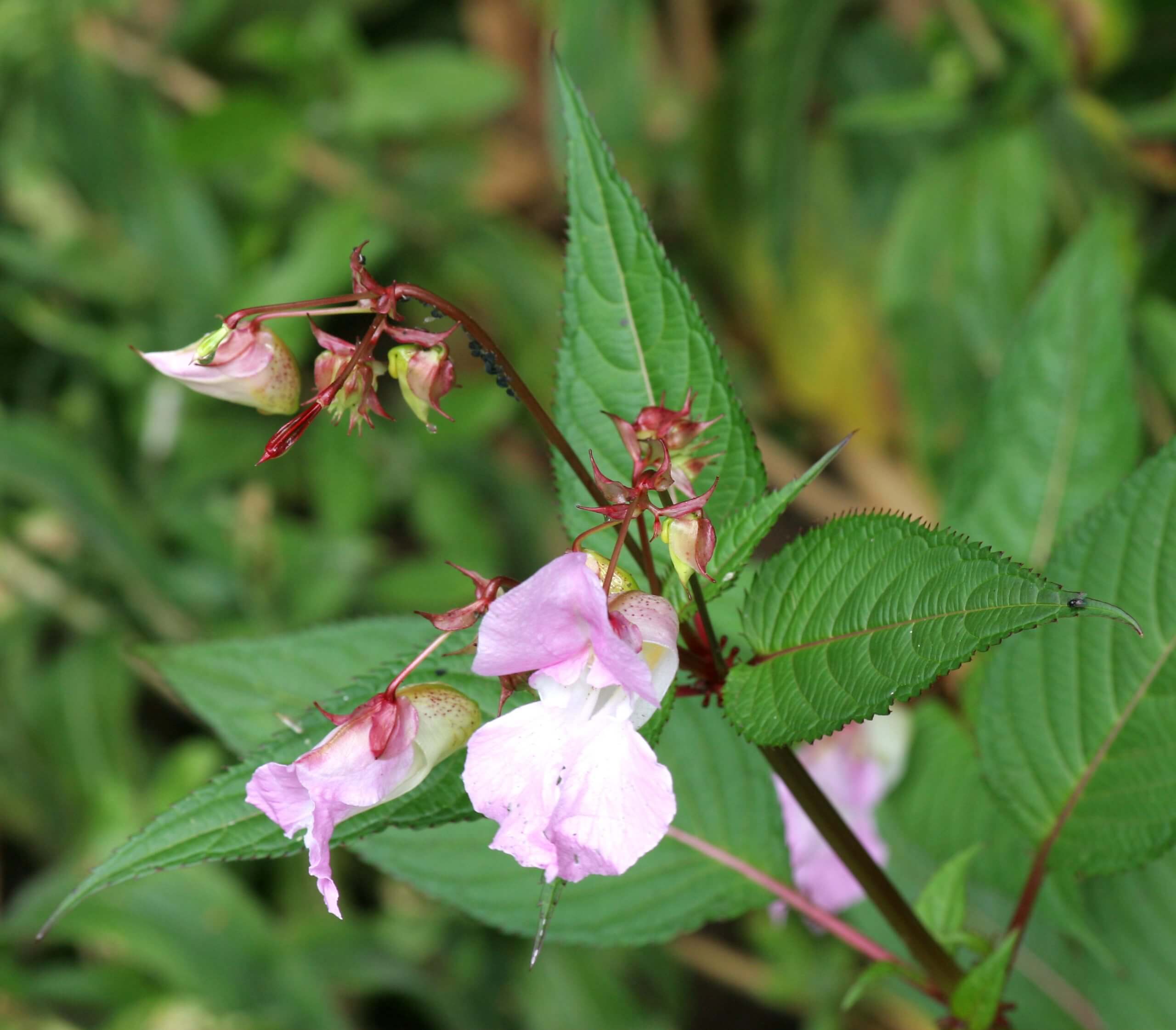 Himalayan Balsam, R. Chess 2007