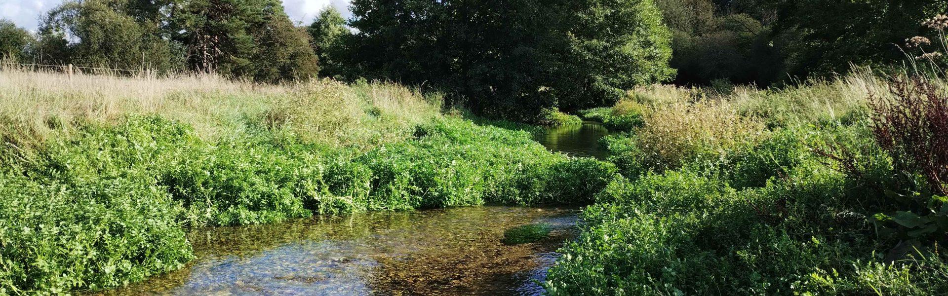 Rivers Week: how did it go?