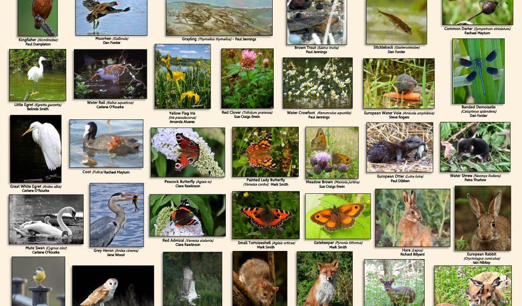 Free Wildlife posters for Chiltern Schools