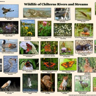 Free Wildlife posters for Chiltern Schools
