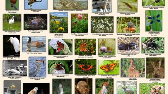 Free Wildlife posters for Chiltern Schools