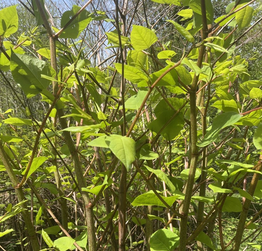 knotweed waterside leaves and stem