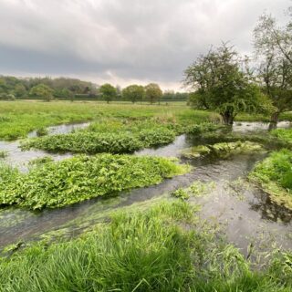 Chilterns Chalk Streams Project set to 'Mend the Misbourne'