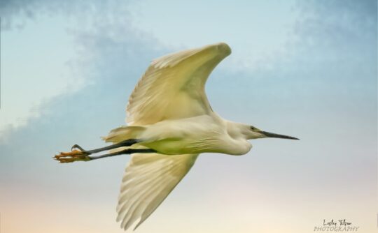 flying egret